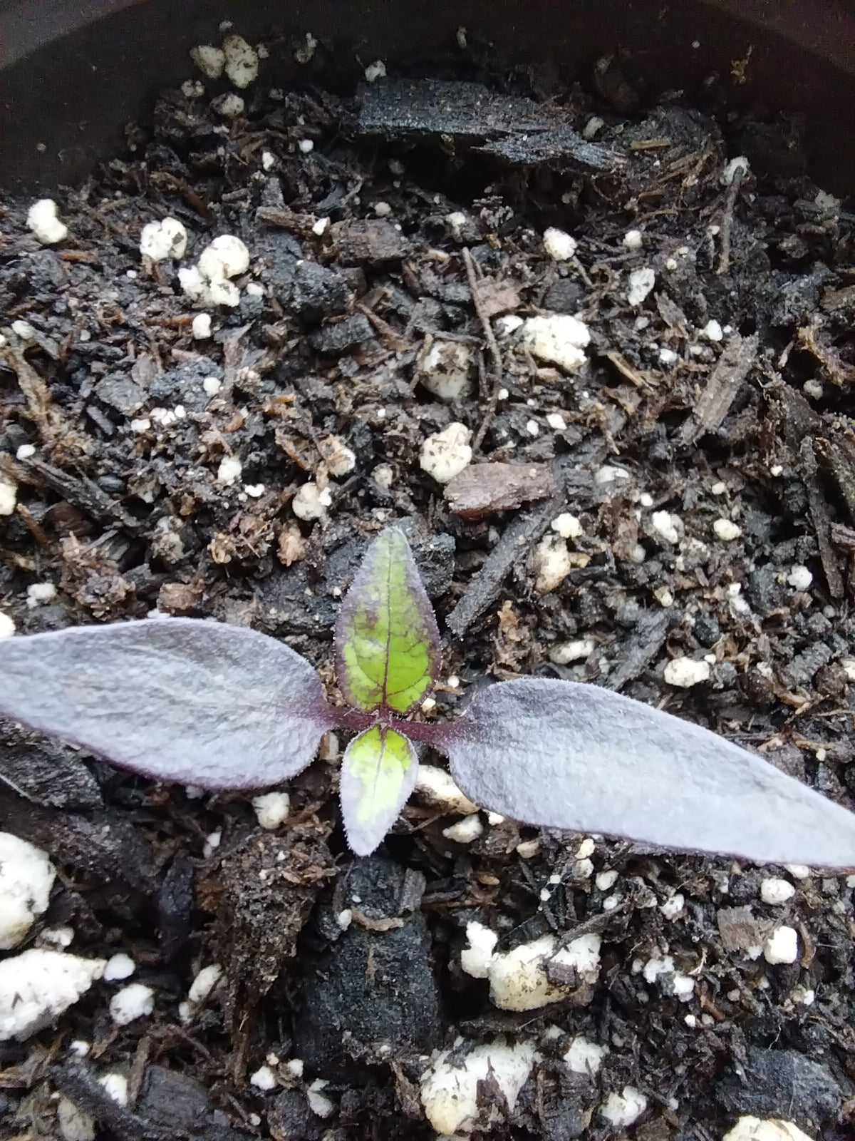40 Black Pearl Pepper Seeds