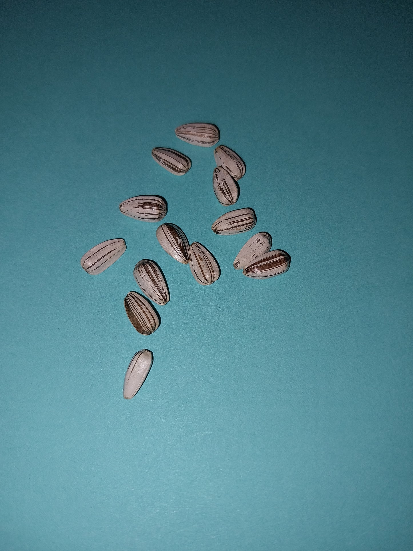 20 Carmel Hybrid Sunflower Seeds
