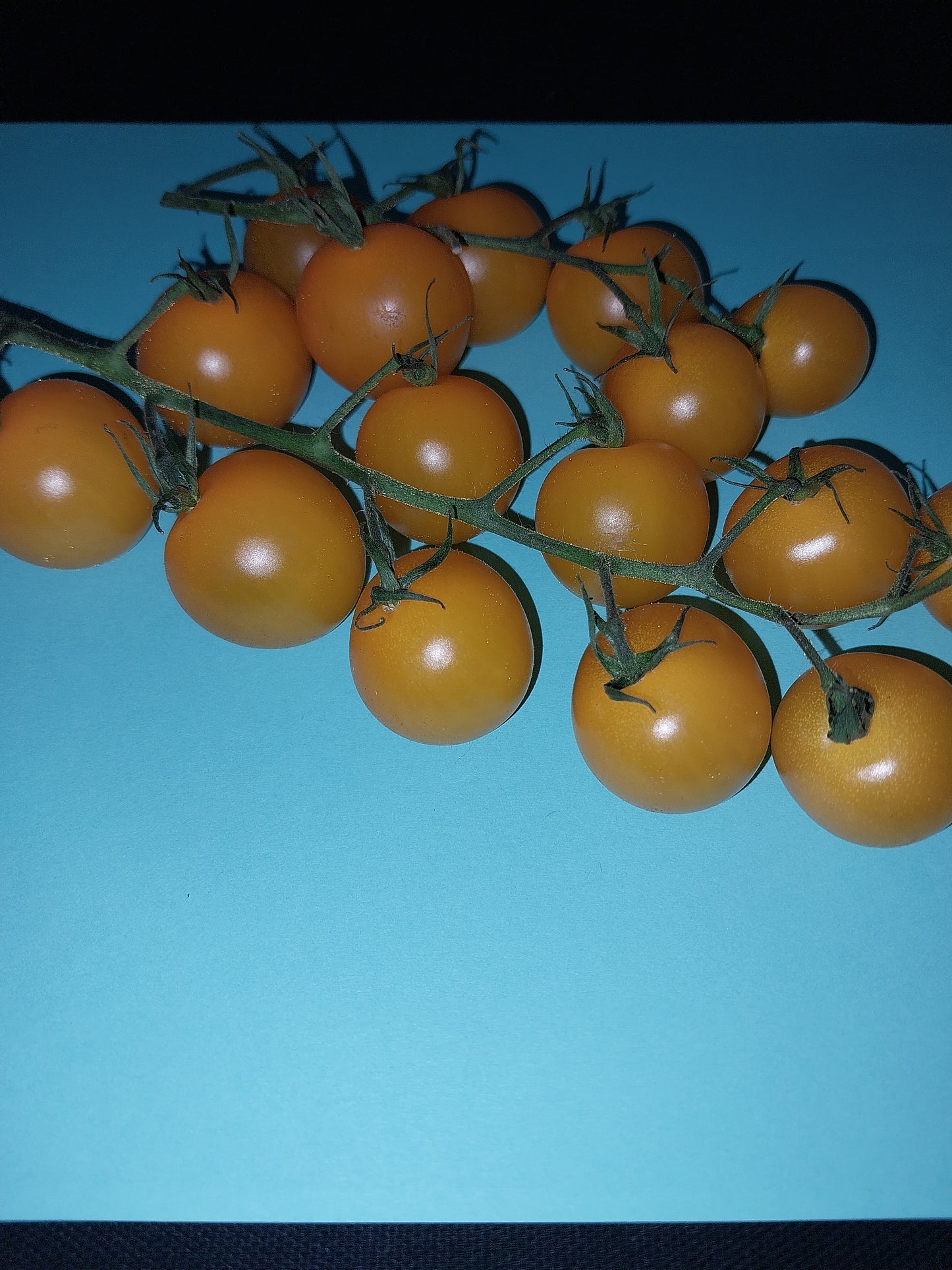 40 Golden Cherry Tomato Seeds