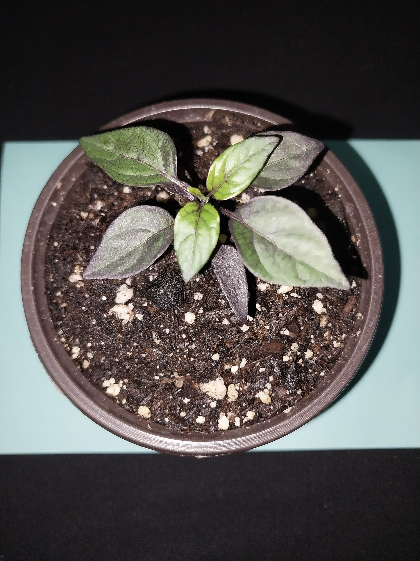 40 Black Pearl Pepper Seeds
