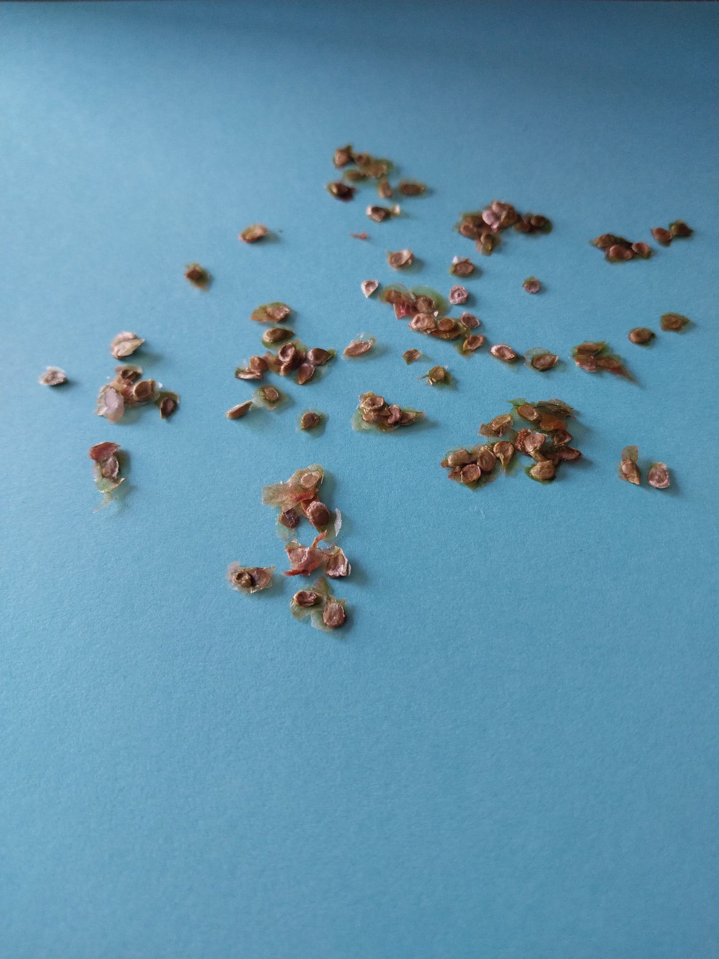 40 Pink Tie Dye Tomato Seeds
