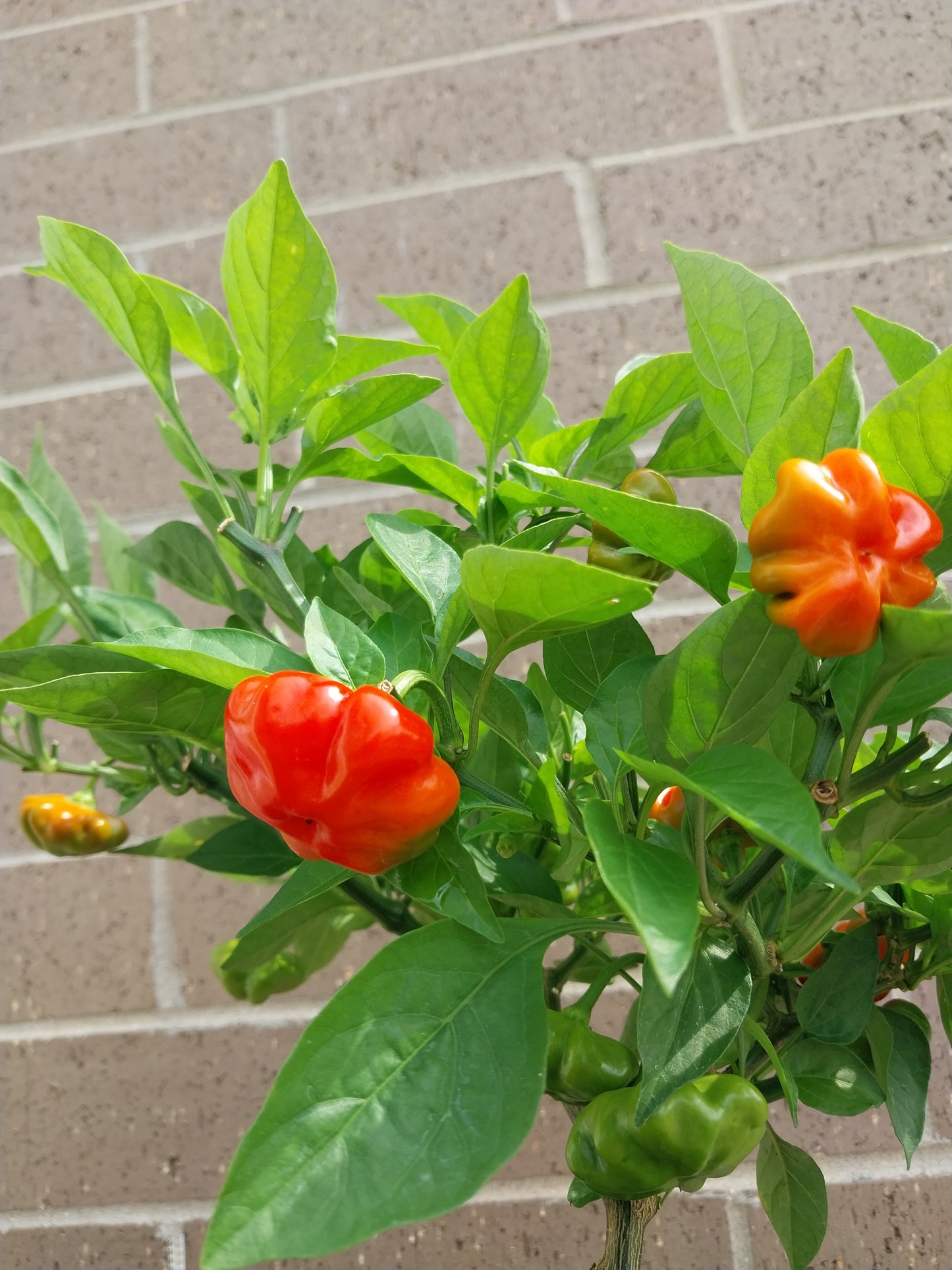 30+ Brazilian Starfish Red Pepper Seeds SHU 5,000-30,000