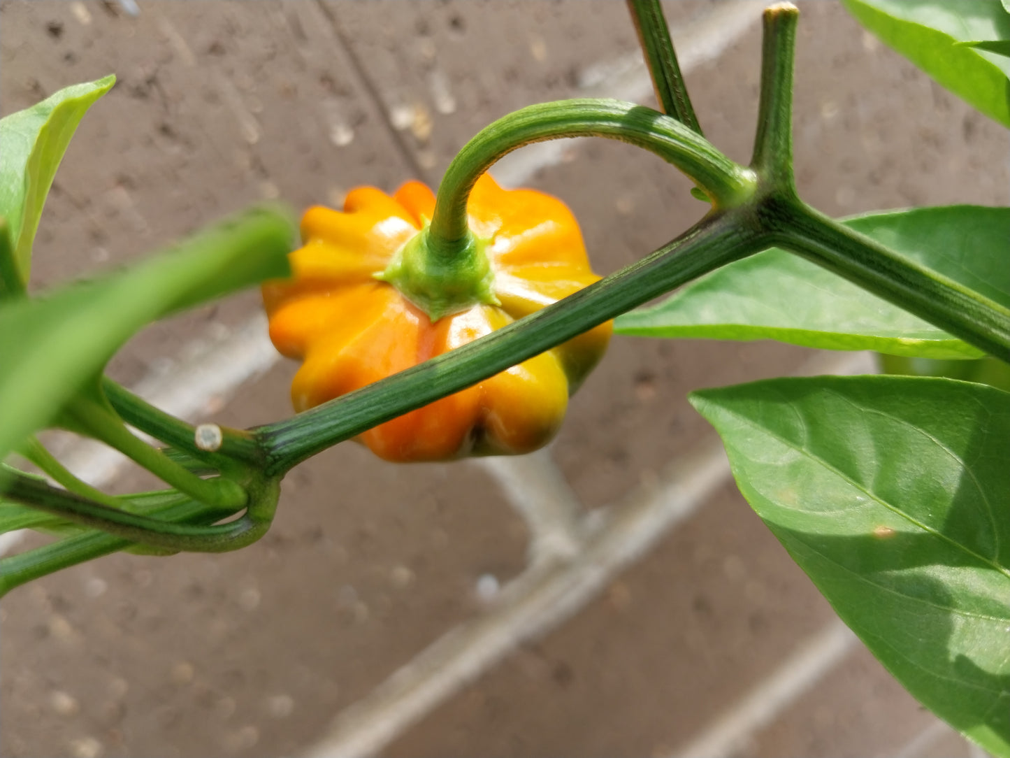30+ Brazilian Starfish Red Pepper Seeds SHU 5,000-30,000