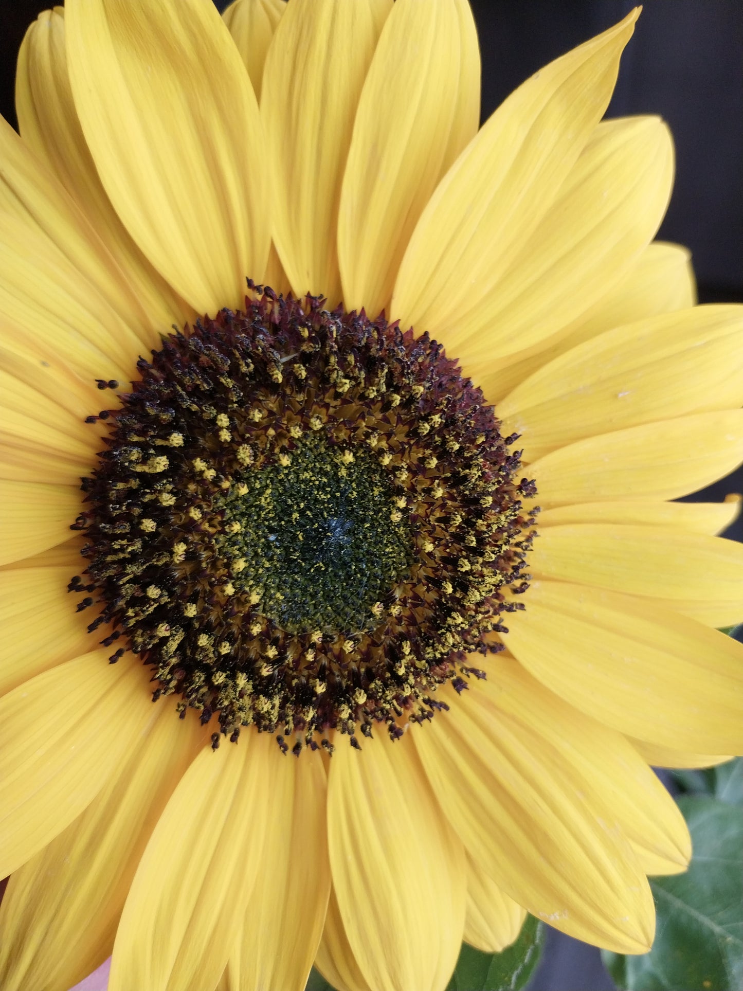 Sunflower Seeds Mixed Colors
