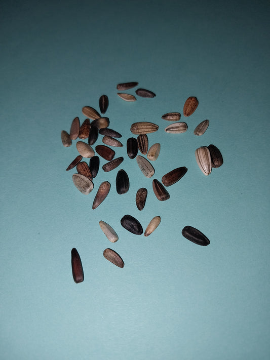 20 Autumn Beauty Mixed Colors Sunflower Seeds