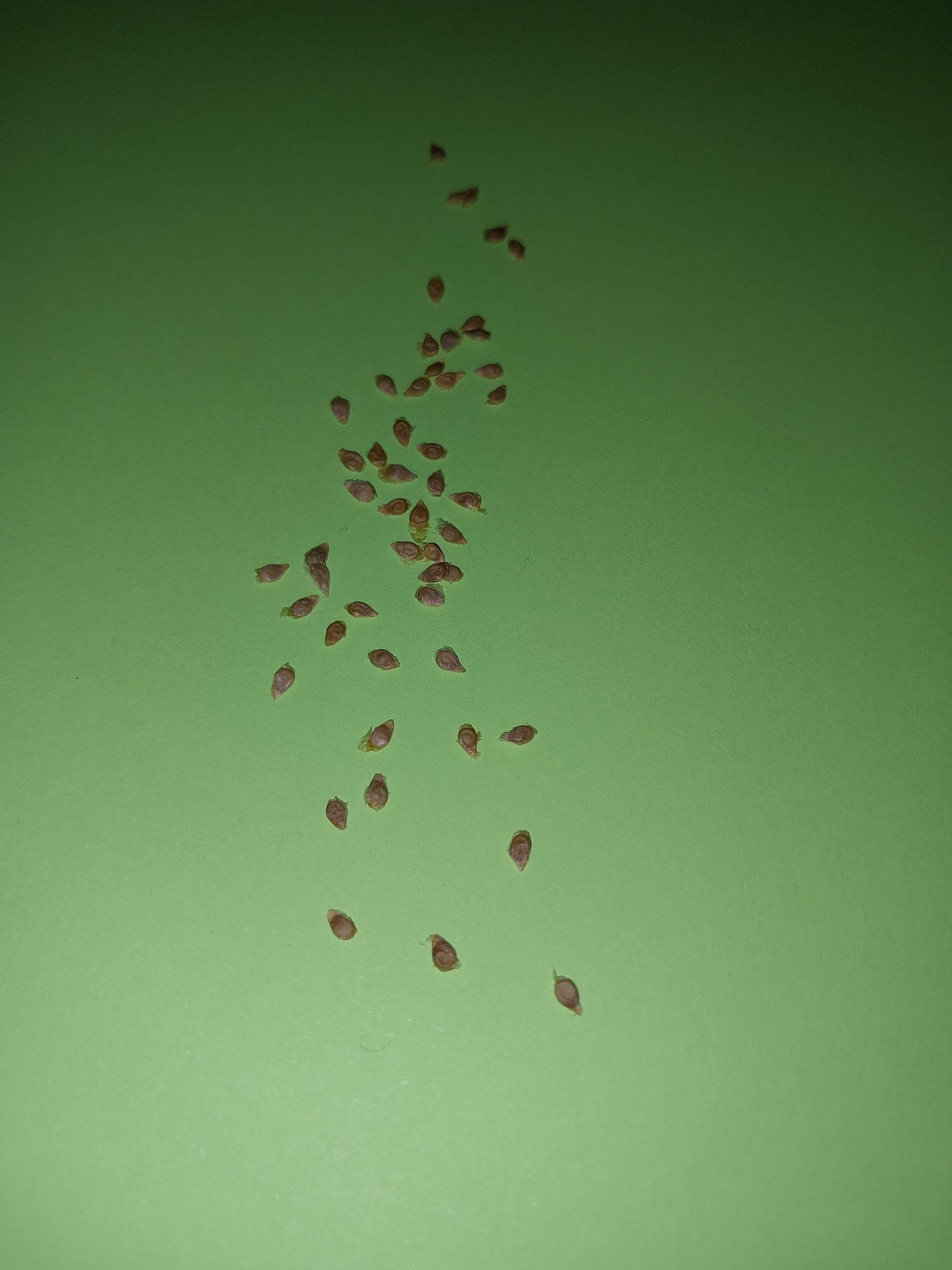 40 Golden Cherry Tomato Seeds