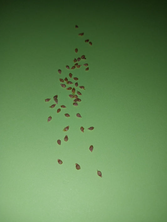 40 Golden Cherry Tomato Seeds