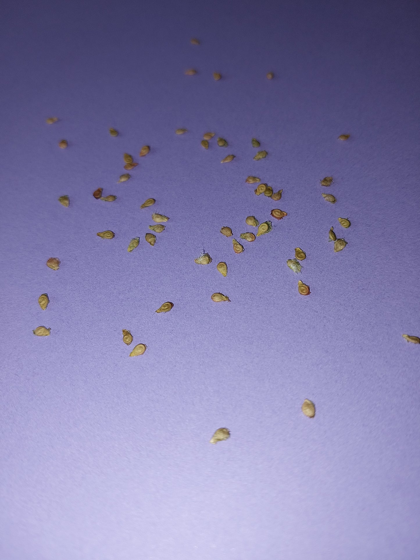 40 Black Cherry Tomato Seeds