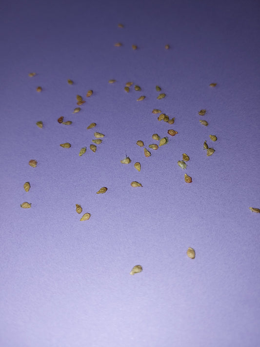 40 Black Cherry Tomato Seeds