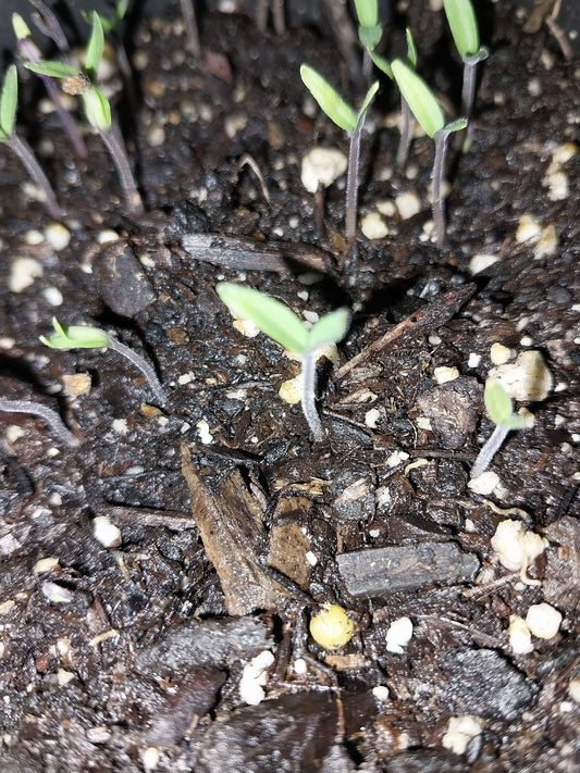 40 Black Prince Heirloom Tomato Seeds
