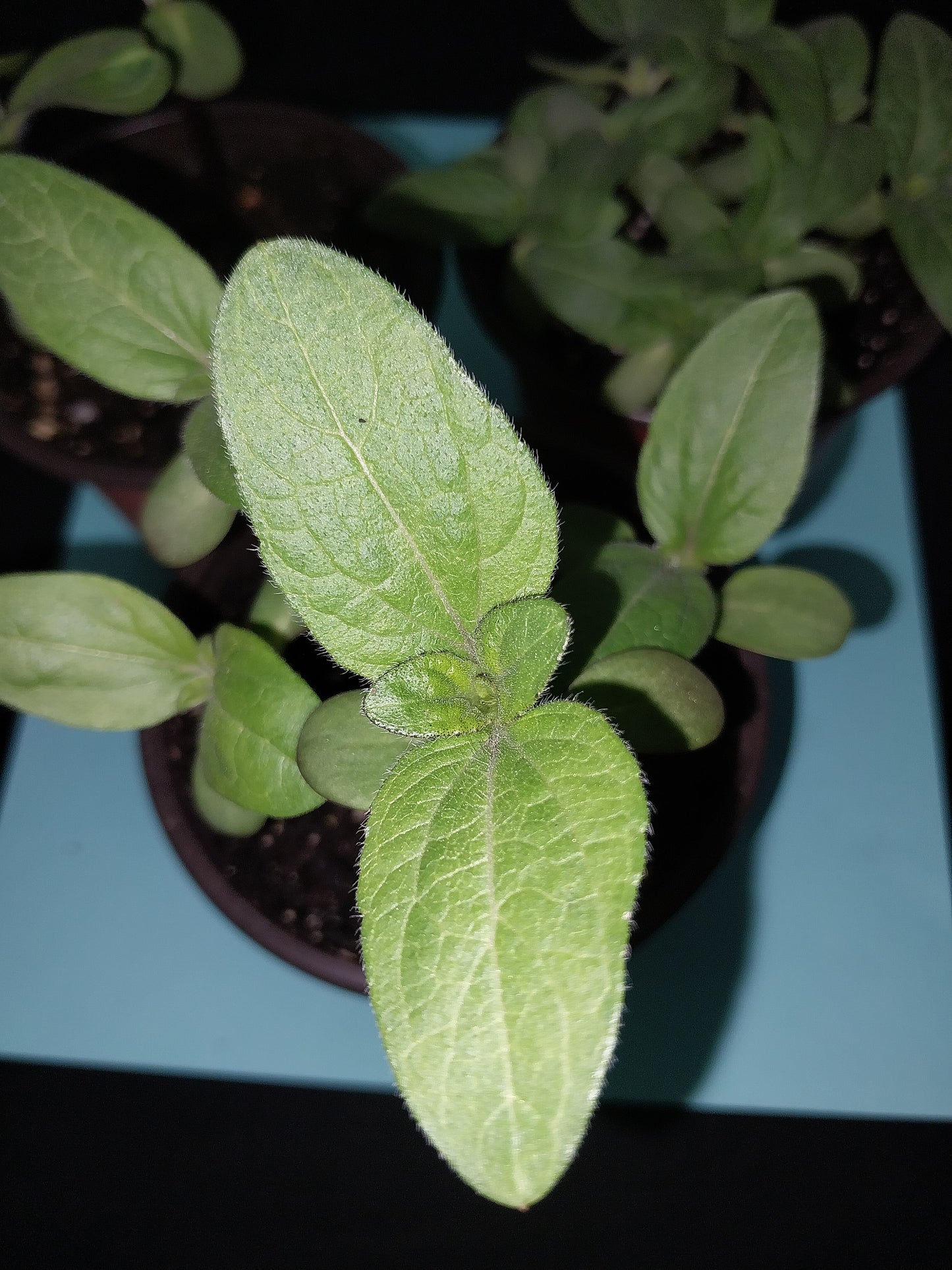 20 Carmel Hybrid Sunflower Seeds