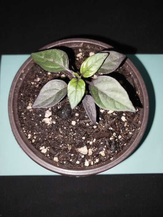 40 Black Pearl Pepper Seeds