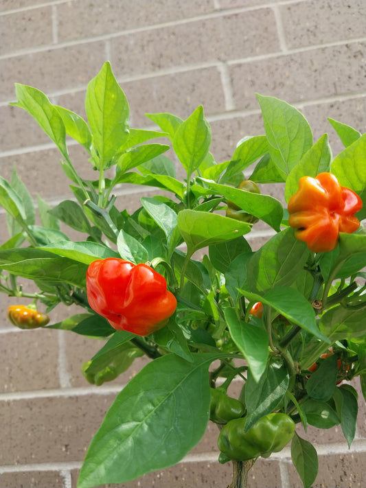 30+ Brazilian Starfish Red Pepper Seeds SHU 5,000-30,000